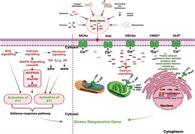 The calcium connection: exploring the intricacies of calcium signaling in plant-microbe interactions